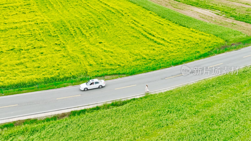 青海祁连山卓尔山油菜花田航拍