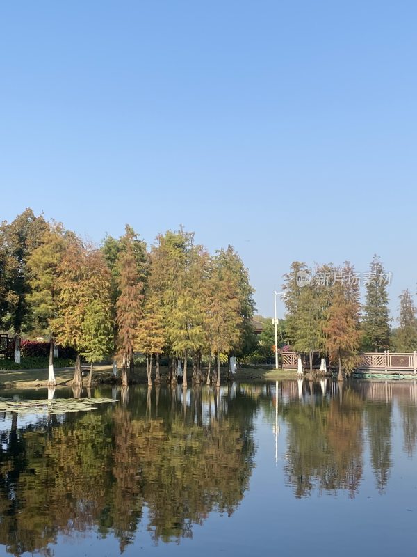 广州白云湖公园秋天景色水杉