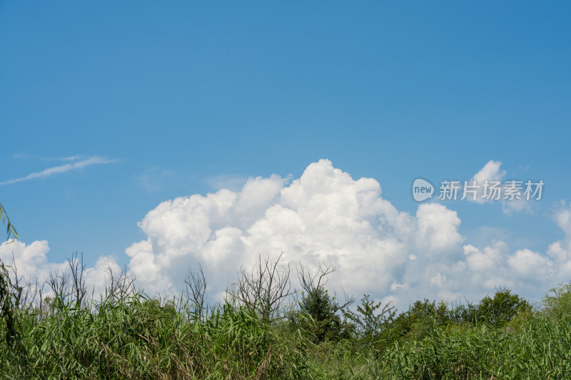 蓝天白云下的葱郁树林自然景观