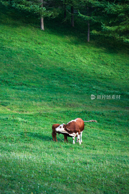 阳光下的草原牧场