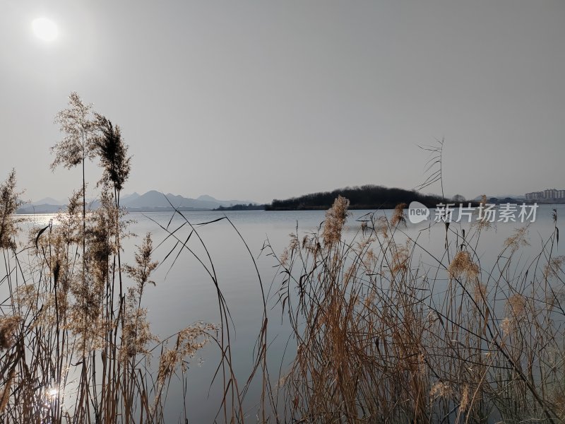 湖边芦苇荡与远山相映的自然风光