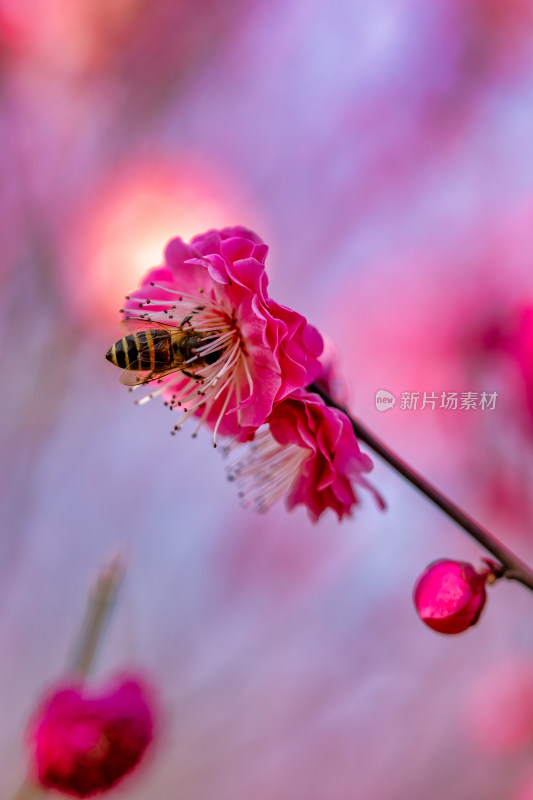 微距下的花