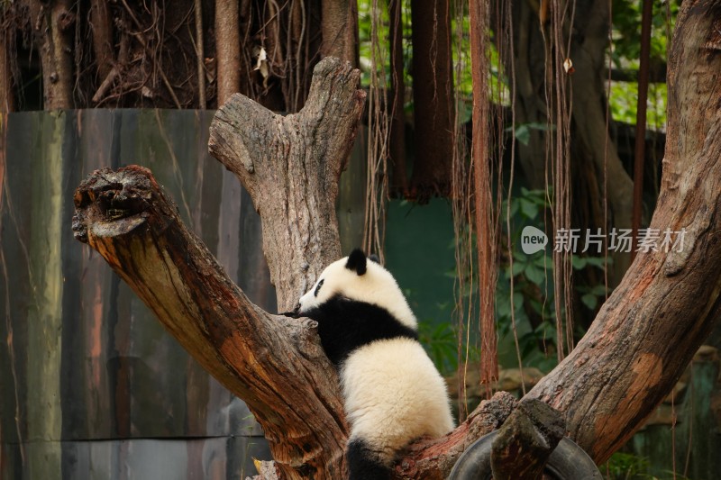 大熊猫幼崽坐树干憨态可掬