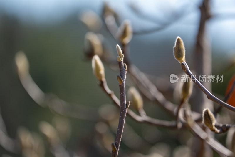 树枝上萌发的嫩芽特写