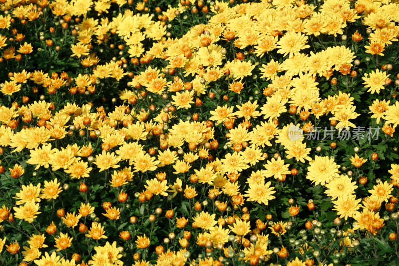 北京国家植物园菊花展