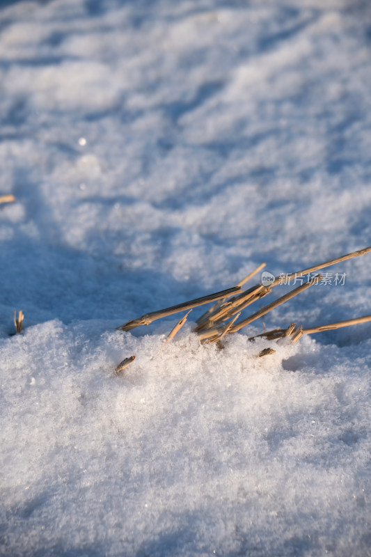 冬天干枯植物上的积雪