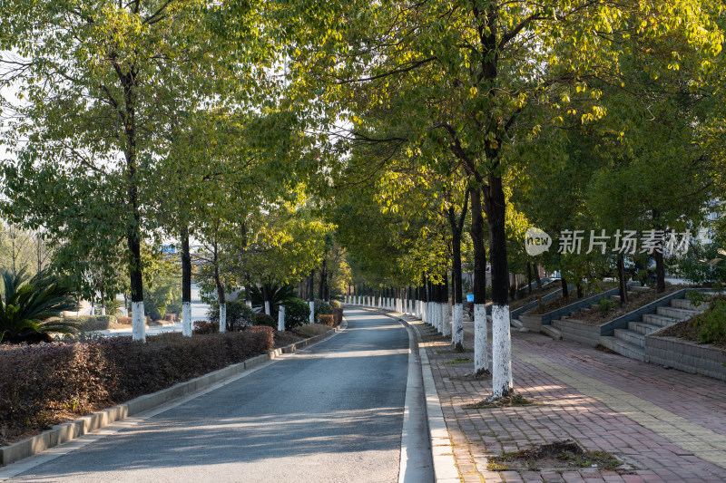 笔直道路与绿树