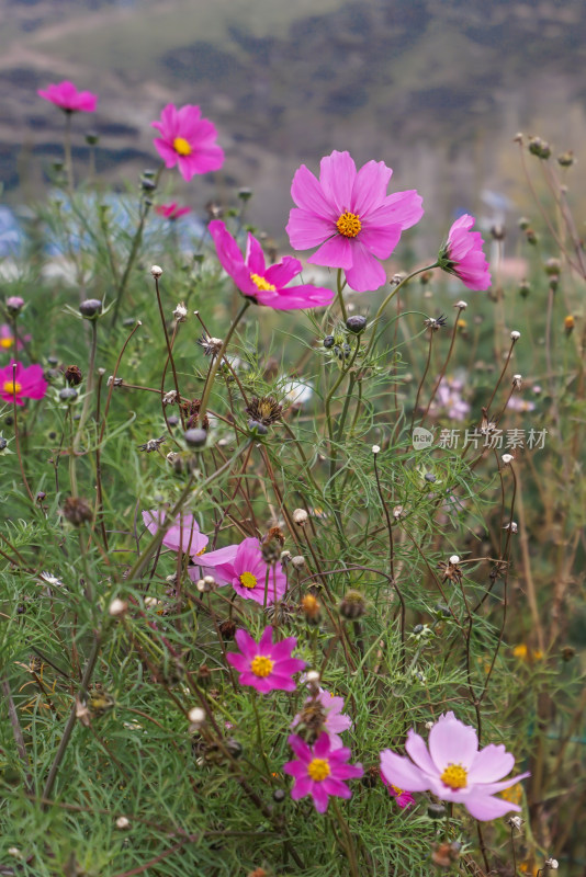 格桑花盛开