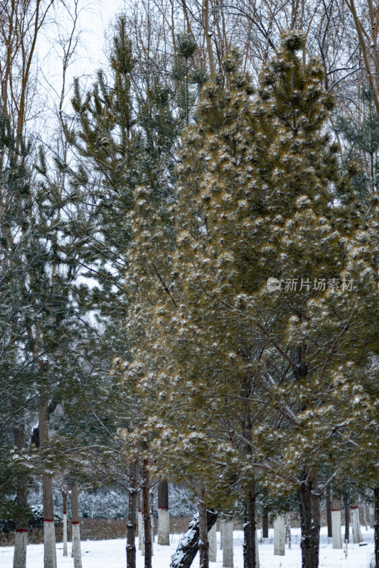 积雪覆盖的松树枝特写