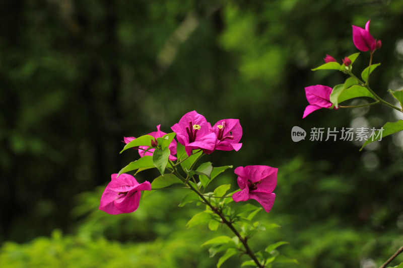 三角梅 叶子花 紫红色 花