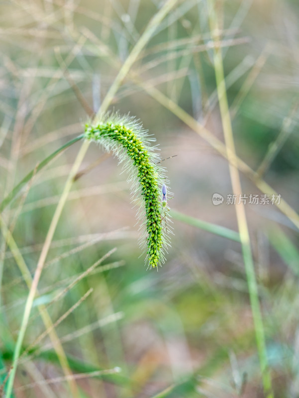 狗尾巴草