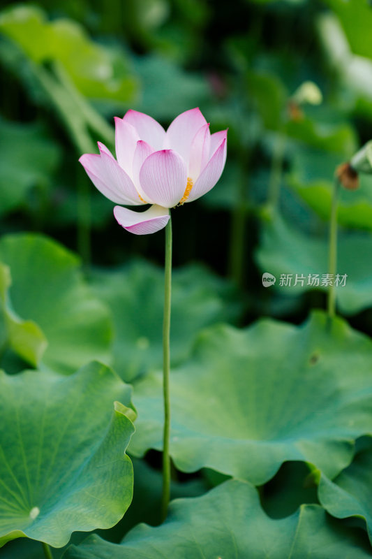 夏天池塘里的荷花