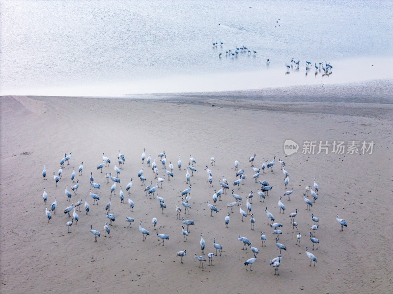 中国江河母亲河黄河生态湿地环境