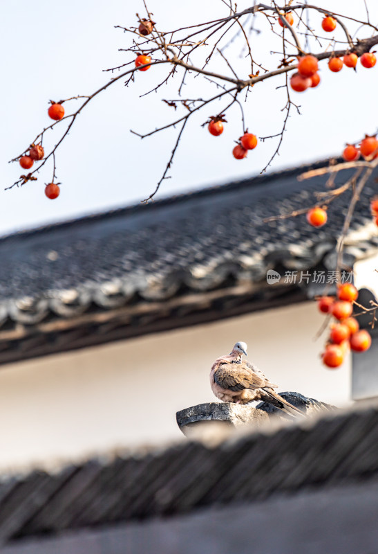 苏州北寺塔地铁站白墙黛瓦柿子树