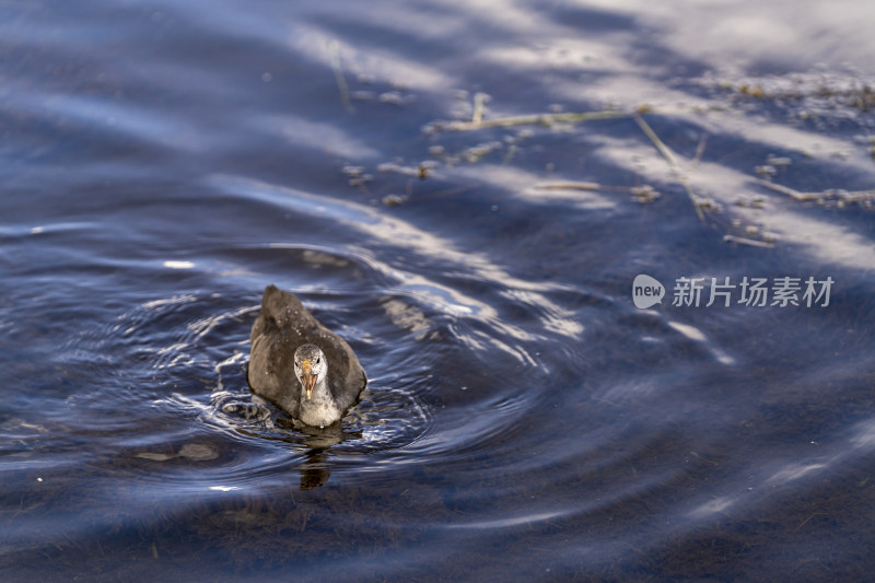 若尔盖花湖景区湿地里的骨水鸡幼鸟