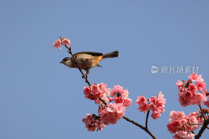 春光明媚 鸟语花香