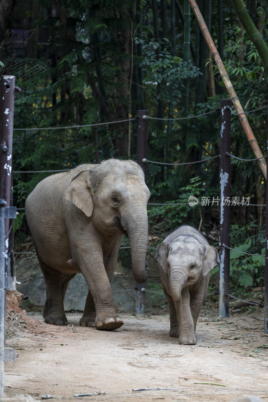 广州长隆野生动物园里的母象和小象