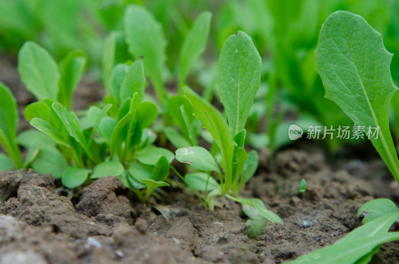 春季菜园的青菜幼苗