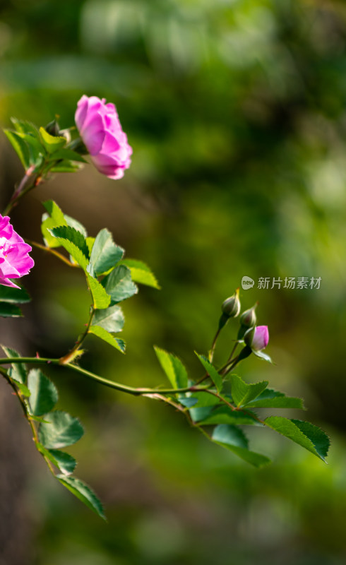 蔷薇花开的季节