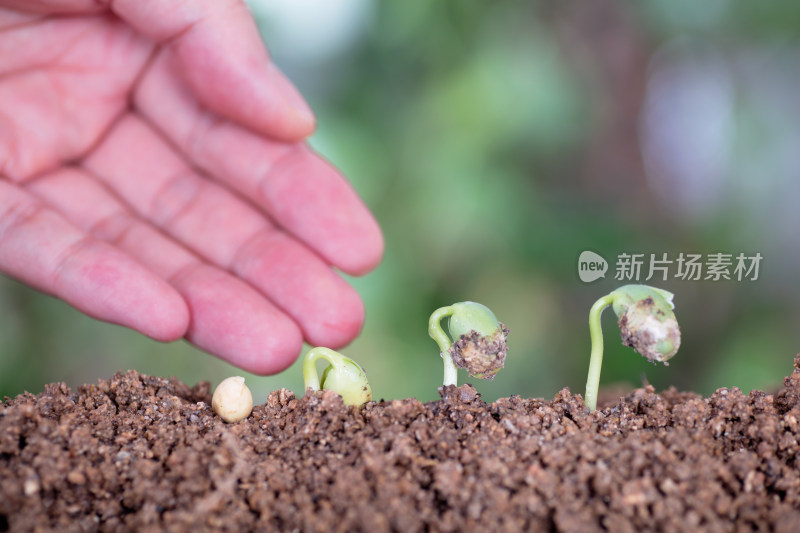 一只手呵护着一路生长的豆苗