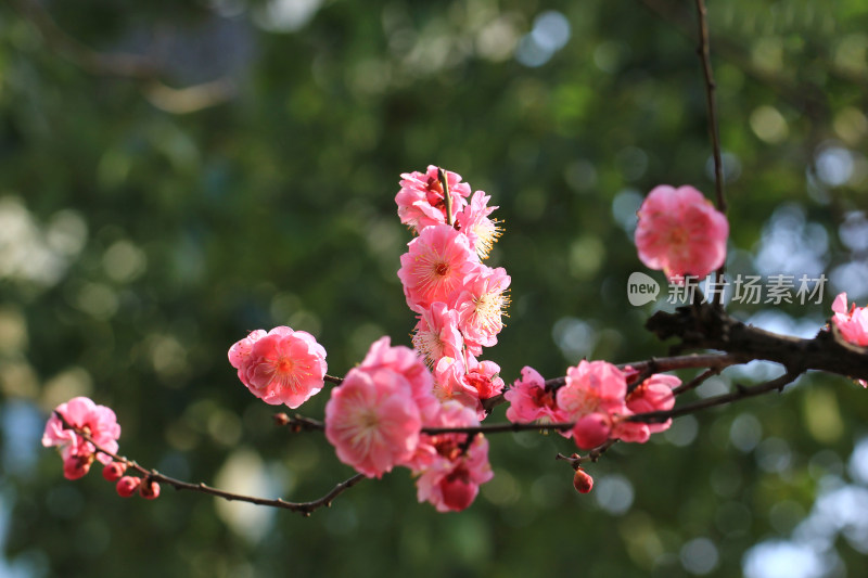 春天盛开的梅花