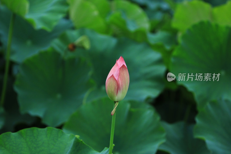 含苞待放的荷花花骨朵