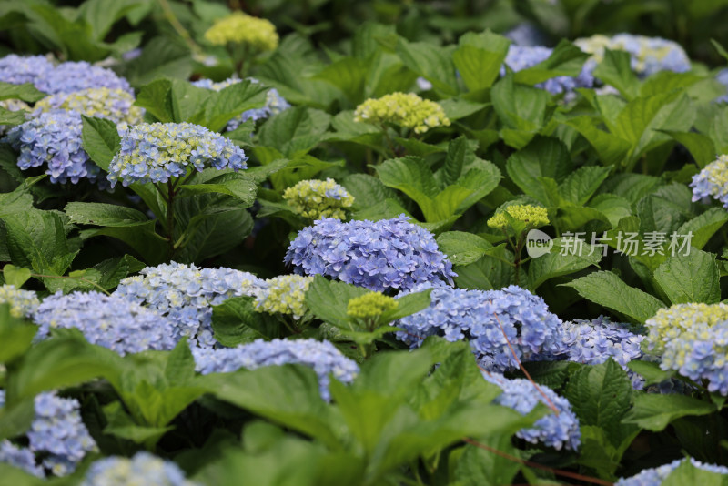 夏天盛开的蓝色绣球花特写