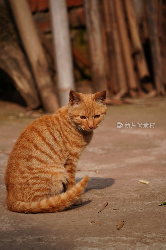 可爱橘猫写生