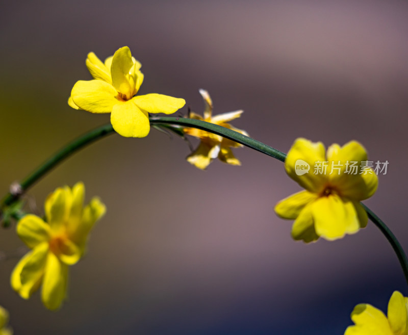 苏州盘门古运河畔迎春花开