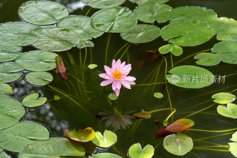 植物园睡莲特写