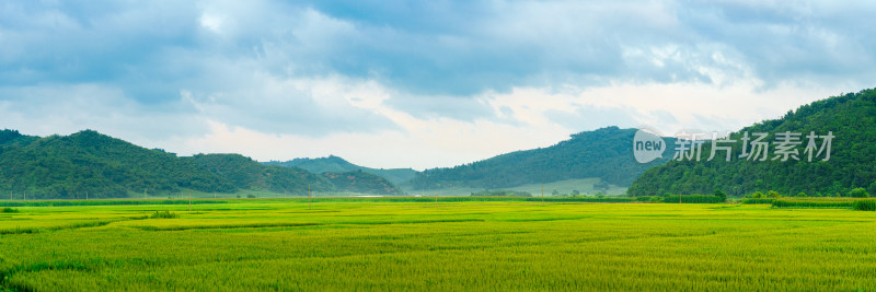 中国东北七月份大面积种植的水稻田