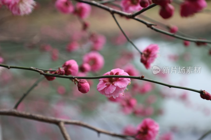 盛开的粉色梅花特写