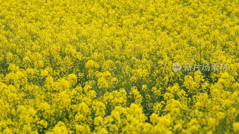 湖北武汉蔡甸区消泗油菜花特写