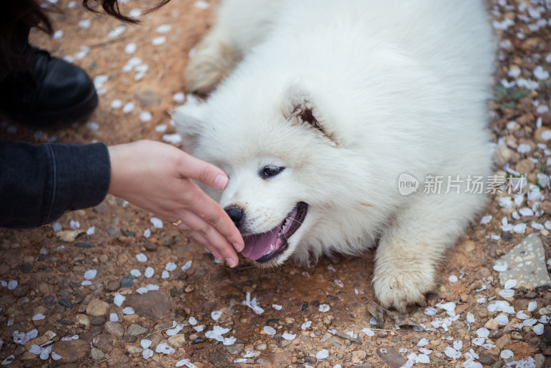 人伸手互动萨摩耶犬