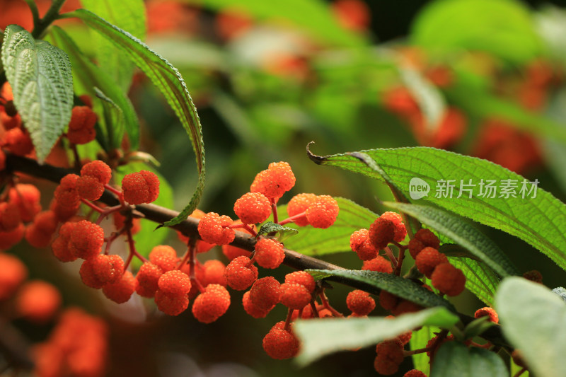 野生植物水麻果实