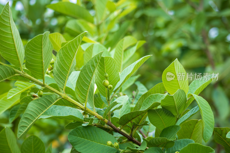 绿色的番石榴树茂密生长，结出果实