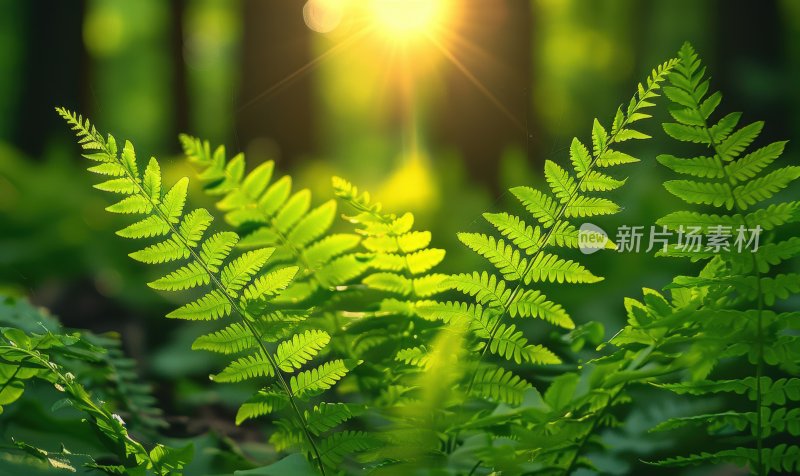 湿地森林沼泽绿色蕨类植物逆光背景