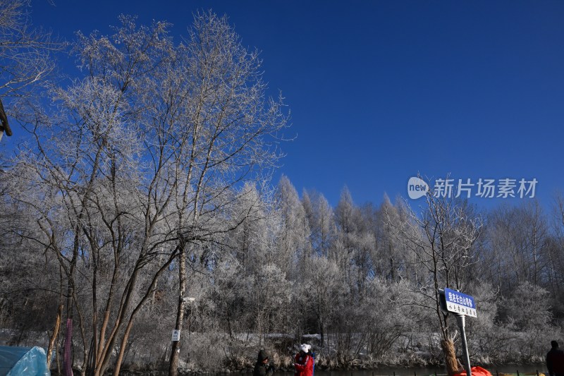 蓝天下满是雾凇的树林景象