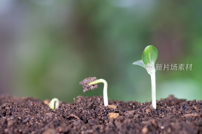 土壤里嫩芽破土而出的三个过程