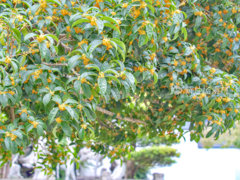 上海桂林公园的桂花树