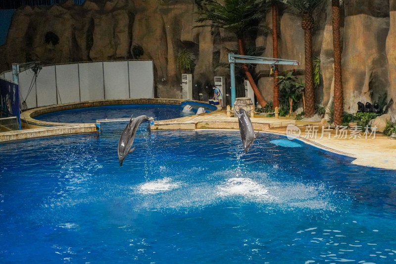 海洋馆海豚跃出水面