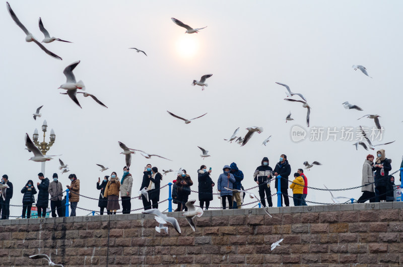 青岛栈桥，游客在大堤上观赏投喂海鸥