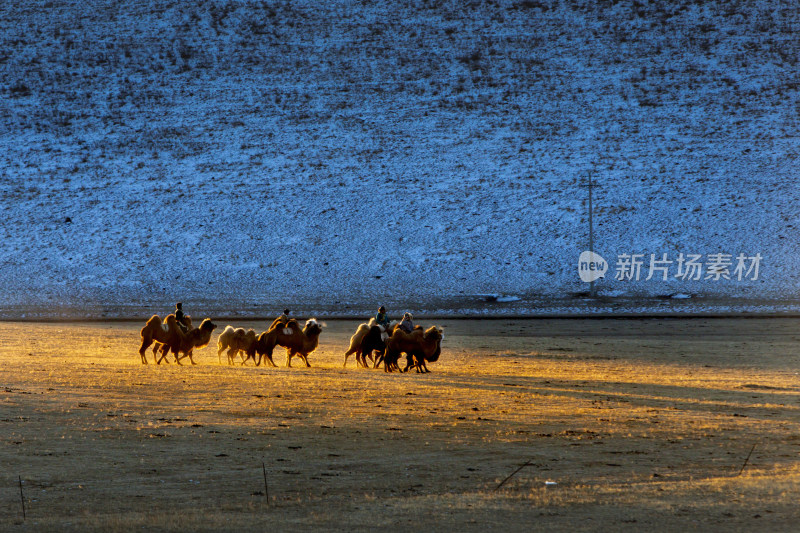 草原上牧民骑着骆驼在夕阳下前行