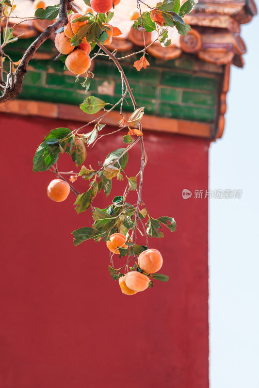 中国北京故宫博物院结满果实的柿子树