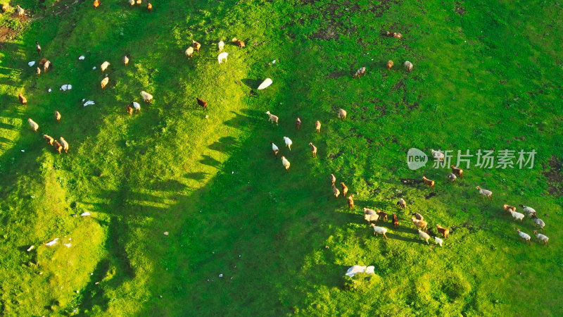 新疆伊犁高山草原牧场羊群航拍