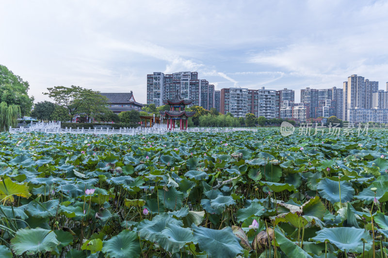 武汉江夏区谭鑫培公园风景