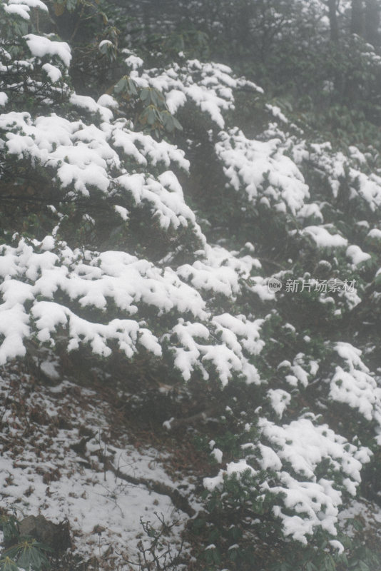 覆雪植物自然风光景象