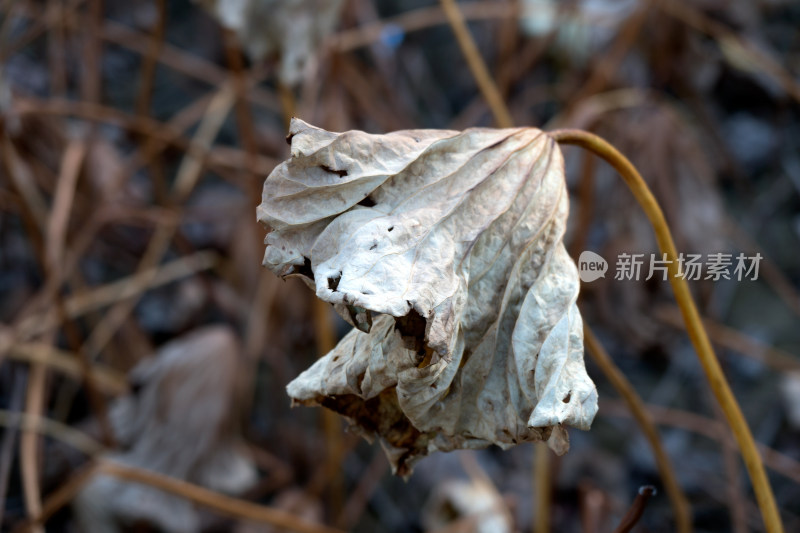 深秋过后水塘里枯萎的荷叶