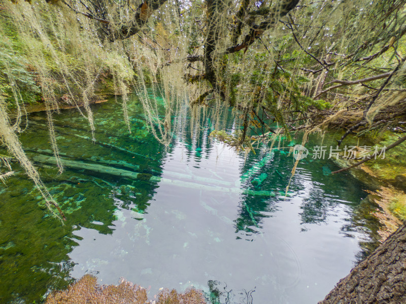 静谧的森林与湖景