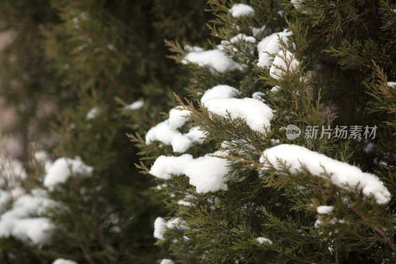 雪后松树上的积雪场景